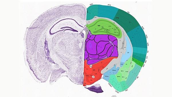 Allen Human Brain Atlas Projesi’nden başlayalım.