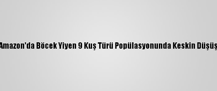 Amazon'da Böcek Yiyen 9 Kuş Türü Popülasyonunda Keskin Düşüş