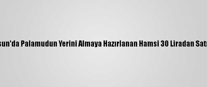 Samsun'da Palamudun Yerini Almaya Hazırlanan Hamsi 30 Liradan Satılıyor