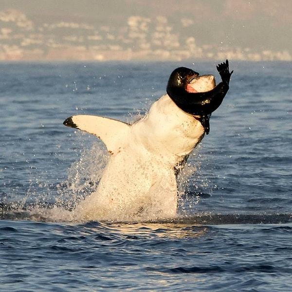 3. Köpek balığı saldırısına karşılık veren fok: