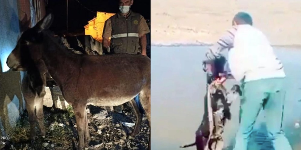 Ahbap Yine İmdada Yetişti: Kars'ta İşkence Yapılarak Göle Atılan Sıpa Ferdinand'ın Yanına Gönderilecek