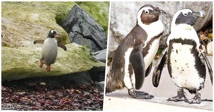 Lezbiyen Çiftin Yumurtalarını Çalarak Yavru Sahibi Olmaya Çalışan Başka Bir Eşcinsel Penguen Çift