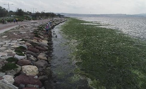 Karşıyaka'da Sahil, 'Deniz Marulu' Yosunlarla Doldu