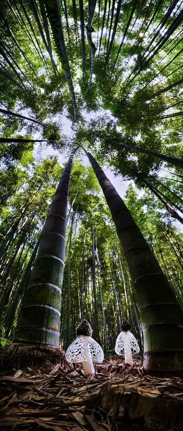 3. Bitkiler ve Mantarlar kategorisi / ''Bambu Ormanının Ruhu'' - Agorastos Papatsanis