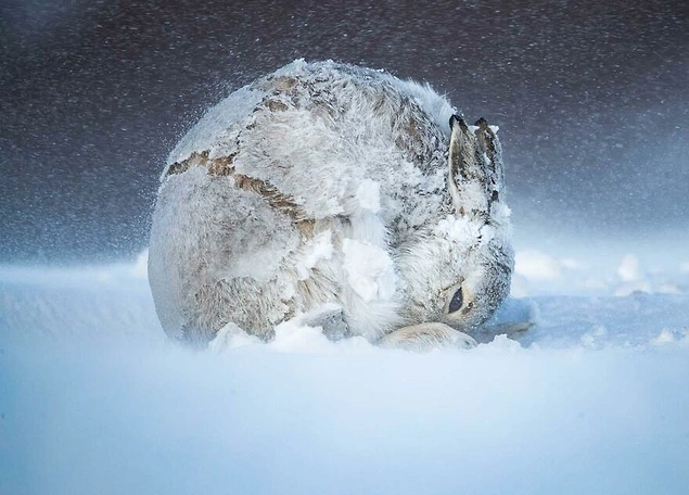 Memeliler kategorisi / ''Hareball'' - Andrew Parkinson