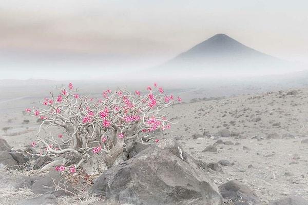 8. Bitkiler ve Mantarlar kategorisi kazananı / ''Çiçek Açan Çöl'' - Marco Gaiotti