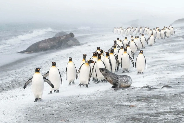 Kuşlar kategorisi kazananı / ''Penguen Savunması'' - Ben Cranke