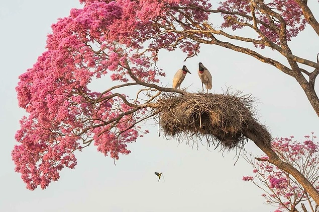 14 Yaş Genç Fotoğrafçılar kategorisi ikincisi / ''Pembeler İçindeki Ev''
