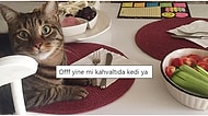 Gören Herkesin Evini Kedilerle Doldurmak İstemesine Sebep Olacak 20 Paylaşım