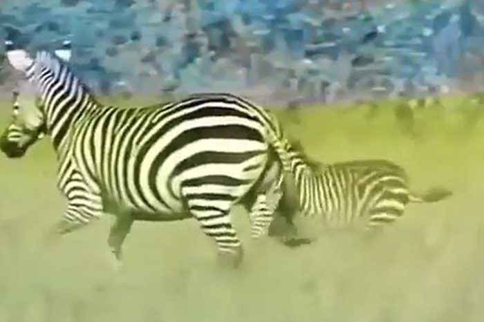 Aslana Yem Olmak Üzere Olan Yavrusunu Aslanın Ağzından Kurtaran Anne Zebra