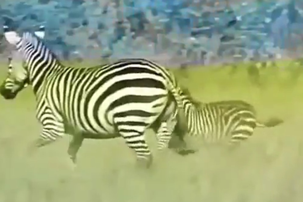 Aslana Yem Olmak Üzere Olan Yavrusunu Aslanın Ağzından Kurtaran Anne Zebra