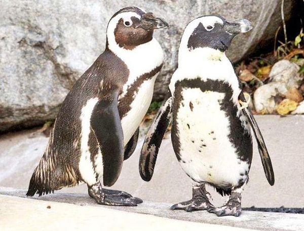 «Отсутствие оплодотворения означает, что потомство не вылупляется, что весьма прискорбно, если учесть усилия пингвинов-геев».