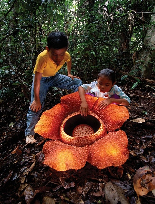 Rafflesia Arnoldii (Ceset Çiçeği):