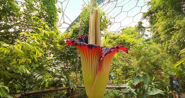 Titan Arum: