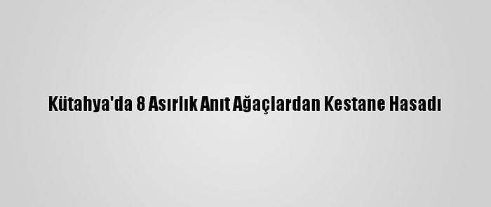 Kütahya'da 8 Asırlık Anıt Ağaçlardan Kestane Hasadı