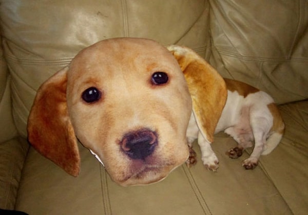 3. Моя собака заснула под подушкой дочери