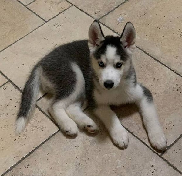 13. "Это мой помолвочный щенок, которого мне подарил мой избранник вместо кольца! Я всю жизнь мечтала о собаке, и таким необычным образом мой любимый человек решил показать мне, что готов создать семью".