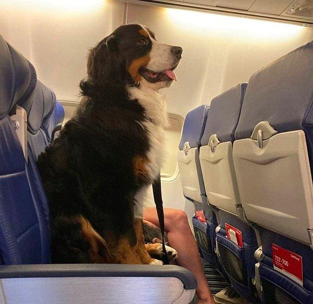 7. Uçağa gizlice köpeğinizi sokmaya çalışmayın. Fark edildiği anda herhangi bir açıklama yapmanıza izin verilmeden uçaktan indirilebilirsiniz.