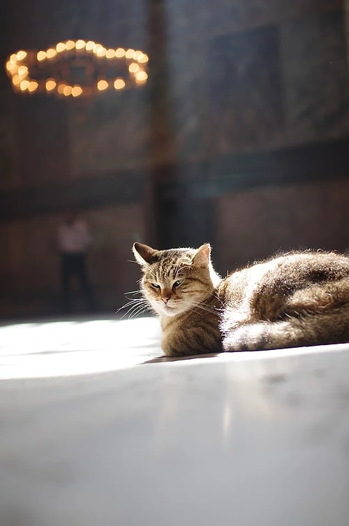 Her Milletten İnsanı Kendine Hayran Bırakan Ayasofya'nın Neşe Kaynağı Şaşı Kedi Gli Yaşam Savaşı Veriyor!