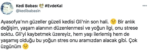 Her Milletten İnsanı Kendine Hayran Bırakan Ayasofya'nın Neşe Kaynağı Şaşı Kedi Gli Yaşam Savaşı Veriyor!