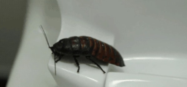 16. Eğer bir hamam böceği bir insana temas ederse anında kaçıp güvenli bir yere saklanır ve kendini temizlemeye çalışır.