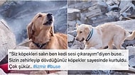 Buse Gibi Enkaz Altında Kalan Birçok İnsanın Hayatını Kurtarmak İçin Çabalayan Hayvan Dostlarımız Hepimizi Duygulandırdı