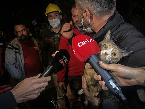 Enkaz Altındaki Kedi, Yaklaşık 30 Saat Sonra K-9 Köpeği Tarafından Kurtarıldı