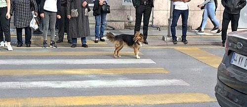 Rüyasında Bile Kayısı Gören Gerçek Malatyalıların Günlük Hayatında Karşılaşabileceği 24 Fantastik Görüntü