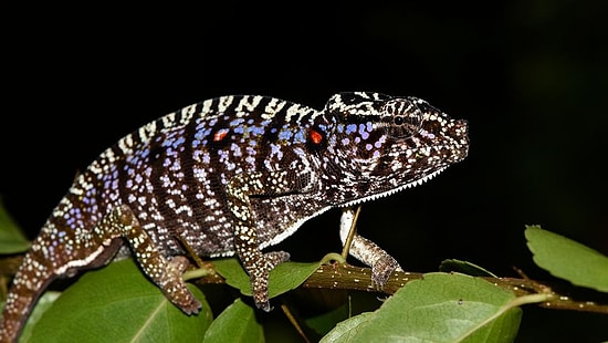 Yok Olduğu Sanılıyordu: Voeltzkow Bukalemununa 100 Yıl Sonra Yeniden Rastlandı