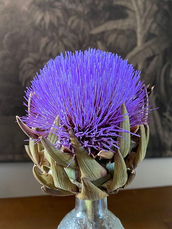 1. Вот что случится, если сразу не съесть артишок