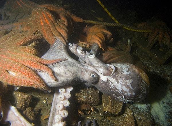 4. Yumurtalarını korumak için açlıktan ölen ahtapotu yiyen deniz yıldızı: