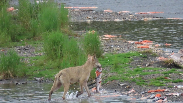 Brook Nehri'ndeki sadece kendine göre en lezzetli balıkları avlayan kurt: