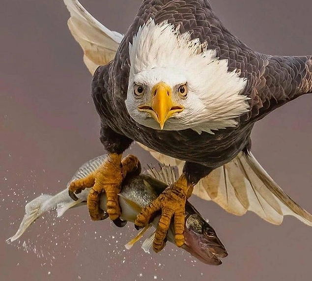 Avladığı balığı evine taşıyan bir kartal: