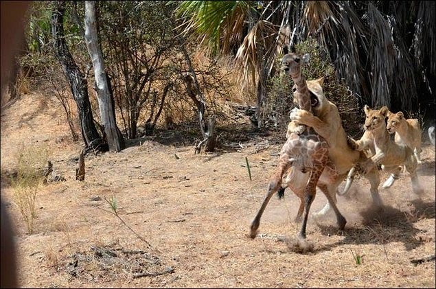 Hiçbir şeyden haberi yokken bir anda av haline gelen zürafa: