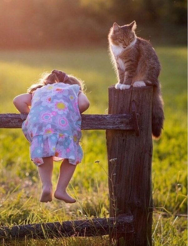 11. Даже кошки в деревне отличались особой ласковостью