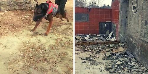 İzmir Depreminde Onlarca Hayat Kurtardılar: Arama Kurtarma Köpeği Mexx'in Tatbikat Görüntüleri