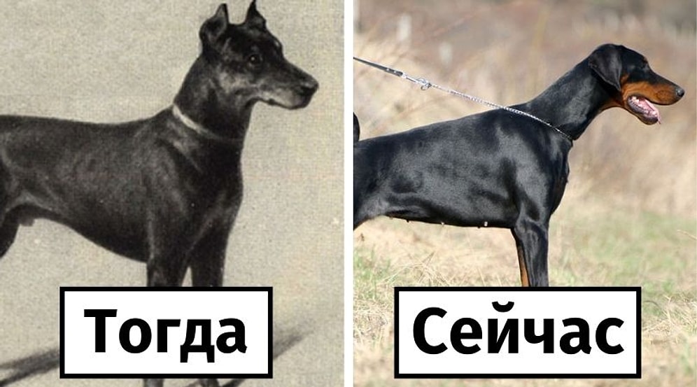 18 самых популярных пород собак 100 лет назад и сегодня