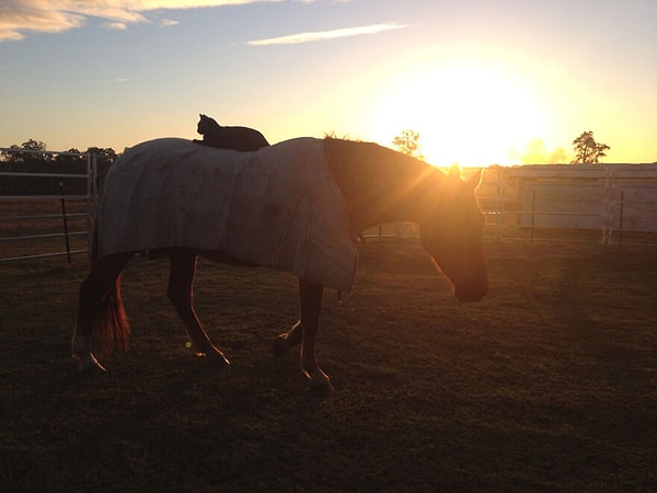 17. Чампи и Моррис - такие разные, но все-таки они вместе! :)