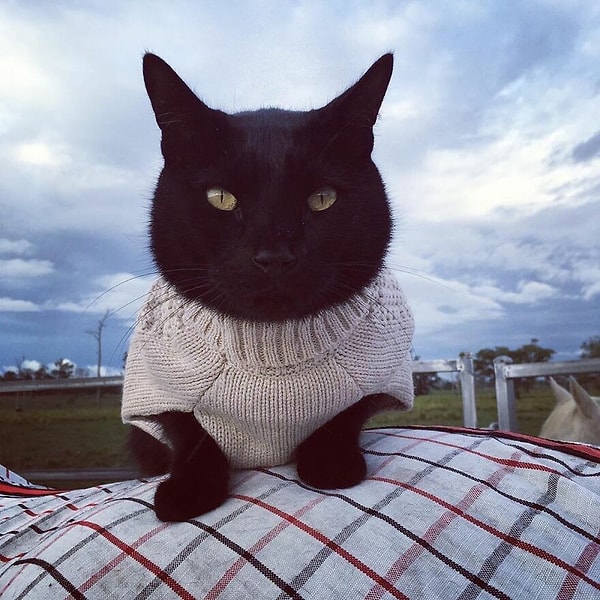 15. ...и не испытывают привязанности...