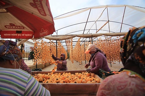 Evinin Balkonunda 40 Kilo ile Başladı Şimdi Yıllık 50 Ton Cennet Elmasını Kurutup Satıyor