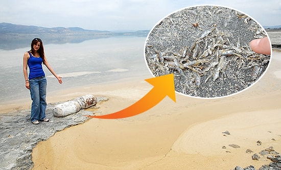 Dünyada Sadece Burdur Gölü'nde, Tamamen Yok Olmak Üzere