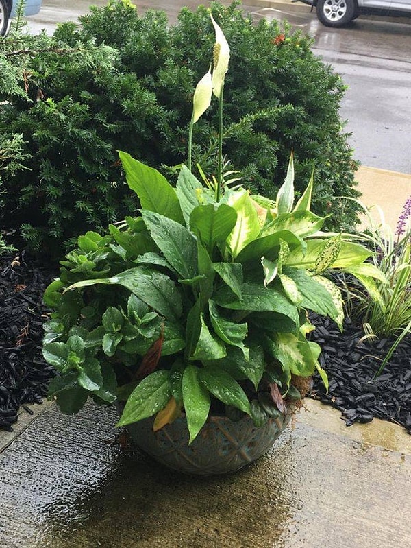 20. "В начале лета я нашел этот симпатичный цветок в мусорном контейнере своего многоквартирного дома. Я вытащил его из бака, поставил у входной двери, а все остальное предоставил природе".