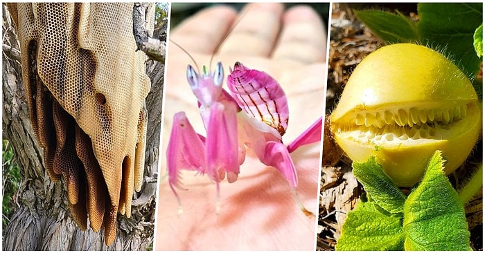 Görenleri Her Geçen Gün Şaşırtmaya Devam Ederek Doğa Ana'nın Gücünü Kanıtlayan 18 Fotoğraf