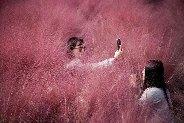11. Hanam'daki bir parkta pembe çim tarlada arkadaşı makyajını düzeltirken fotoğraf çeken bir kadın.
