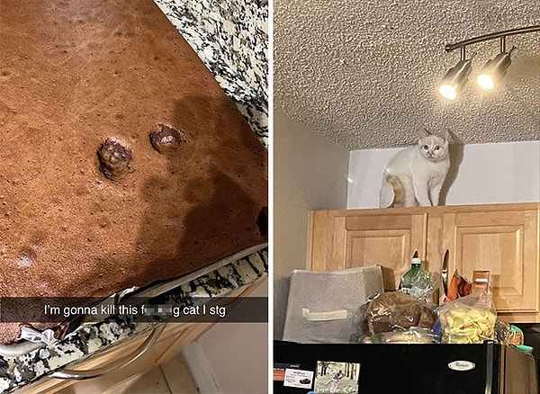 18. Человек: "Я прикончу этого маленького засранца!" Тем временем кот: "Ага, поймай меня, если сможешь".