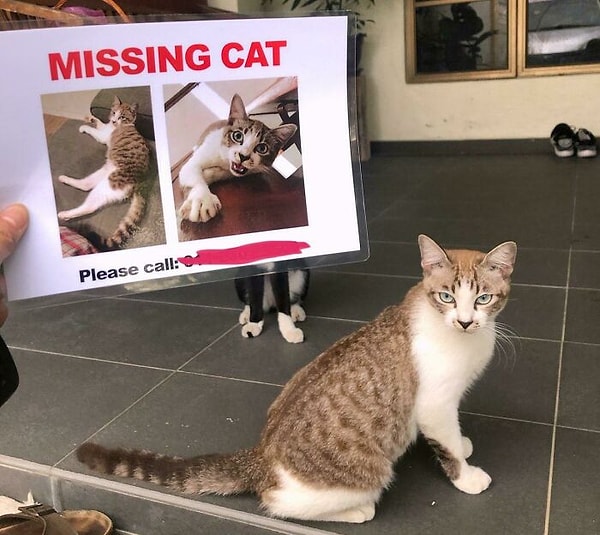 8. "Искали его везде - безуспешно. Решил заказать листовки для раздачи соседям, и тут этот подлец появляется на пороге".