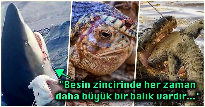 Doğanın Korkutucu Yüzünü İliklerinize Kadar Hissetmenize Sebep Olacak Birbirinden Ürkütücü 15 Yeni Fotoğraf