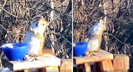 Fermente Edilmiş Armutların Tadına Baktıktan Sonra Sarhoşluk Yaşayan Sincabın O Anları