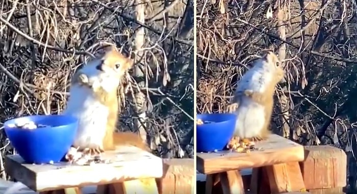 Fermente Edilmiş Armutların Tadına Baktıktan Sonra Sarhoşluk Yaşayan Sincabın O Anları