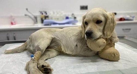 Minik Pamuk'a İşkenceden Gözaltına Alınan Üç Şüpheli Serbest Bırakıldı...